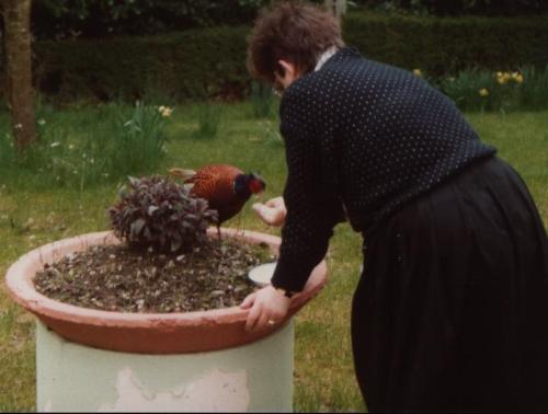 Felix the Pheasant - Tame pheasant visitor to my previous workplace being fed!