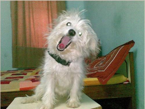Roaring like a Tiger - World's cutest dog Lucky roaring like a Tiger. He is of the breed La Pom. He is actually yawning, not roaring. The picture is quite horrifying, isn't it?