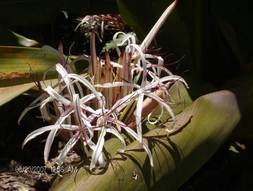 Florida Air Plant - Another cool picture that I took in Orlando summer 2007.