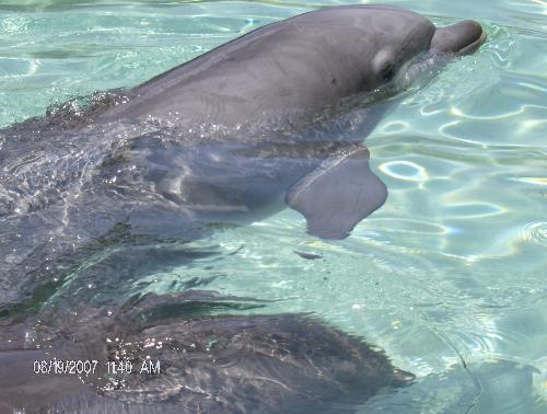 Just to say 'Hello' - The Dolphins were playing all around, and this one decided to come up to say hello to us.