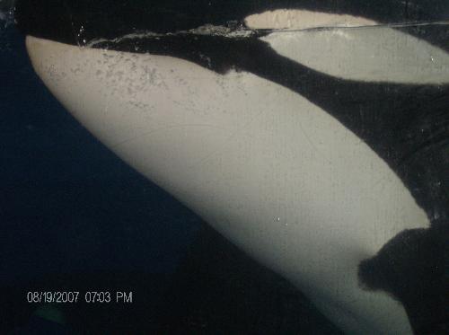 Up Close and personal - This is an Orca or Killer Whale. I call this picture Up Close And Personal.