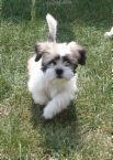 shih tzu - a running shih tzu at the park