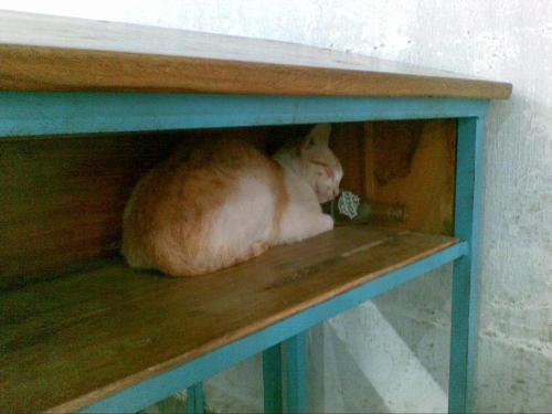 My College Cat - My College Cat sleeping in my desk on a Miranda bottle. It's fast asleep after a heavy lunch. 