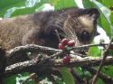 palm civet - The palm civet is an animal native to Southeast Asia.It eats ripe coffee beans and excretes them partially digested.