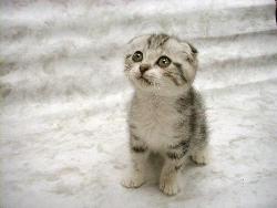 lovely cats - cats r the most beautifull creature in this world..