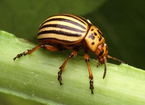 The Colorado potato beetle - The Colorado potato beetle (Leptinotarsa decemlineata), also known as the Colorado beetle, ten-striped spearman, the ten-lined potato beetle) is an important pest of potato crops. It is approximately 10 mm (0.4 inches) long, with a bright yellow/orange body and 5 bold brown stripes along the length of each of its elytra, and it can easily be confused with its close cousin and look-alike, the false potato beetle. The beetle was described in 1824 by Thomas Say from specimens collected in the Rocky Mountains on buffalo-bur, Solanum rostratum. The origin of the beetle is somewhat unclear, but it seems to be that Colorado and Mexico are a part of its native distribution in the southwestern North America