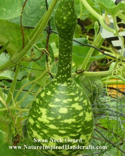 Swan Neck Gourd - This is the only swan-neck I've gotten this year but am hoping to have more in my garden next year.