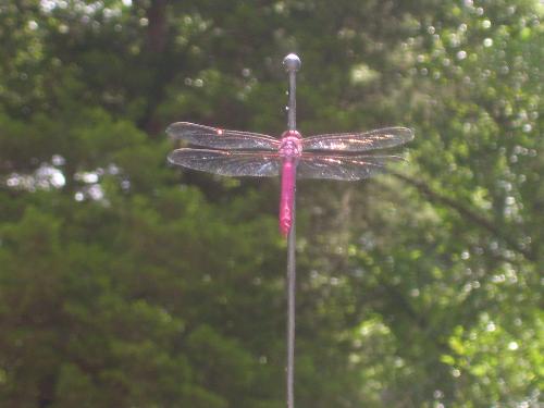 dragonfly - This is a real red dragonfly. it is not fake. I snapped the pic right as it was about to fly away.