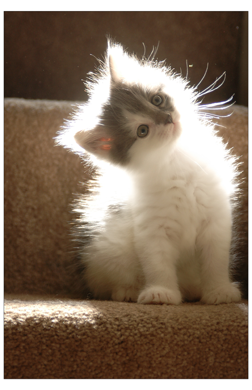 katty.. - So cute and innocent look.... thats not my pet... lol