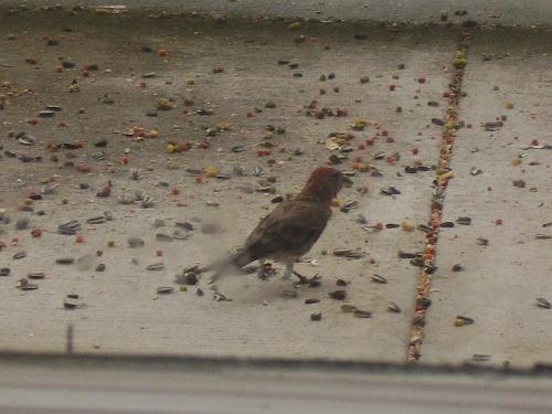 Mystery bird - What type of bird is this?