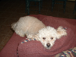 Monty - Monty is now 14 years old!