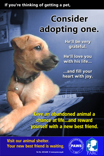 dog adoption - Adopt a dog in the Philippines.