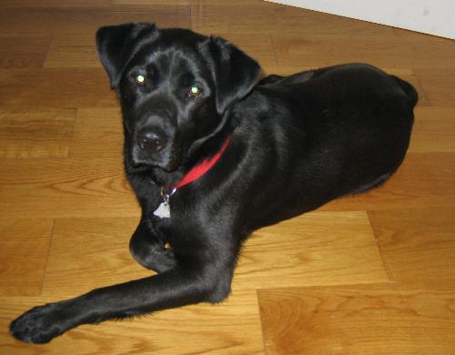 Shadow, My Black Lab - This is Shadow our black Lab. We adopted him from the animal shelter two years ago. He was due to be euthanized the following morning if he hadn't been adopted. I am so glad we decided to go to the shelter that day. He is such a beautiful, loving and smart dog.