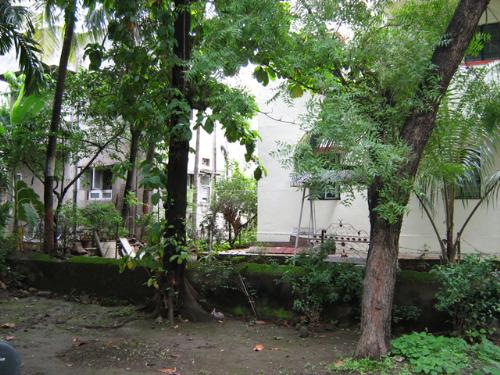 Cool and Calm Greenery - Trees, Greenery in my backyard. Looks cool and calm