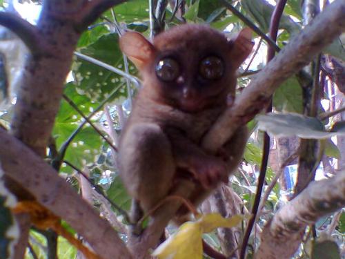 Tarsier - pictures taken at bohol near Loboc river..