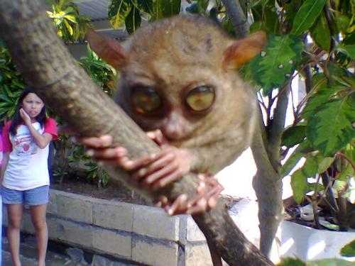 Tarsier2 - Photo taken at bohol