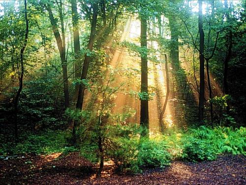 wonderful forest scenery - do you like it?