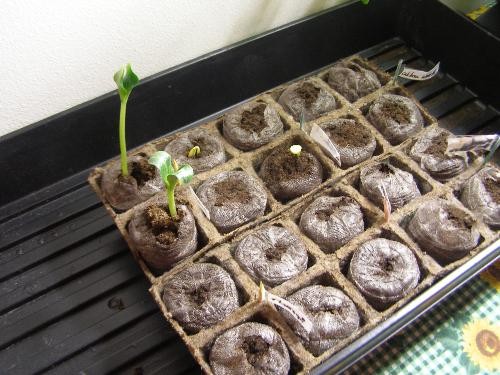 pic of seeds - I started these seeds a week ago.