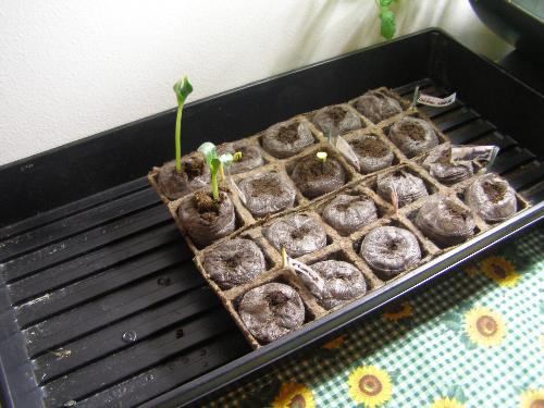 grown - they have grown too