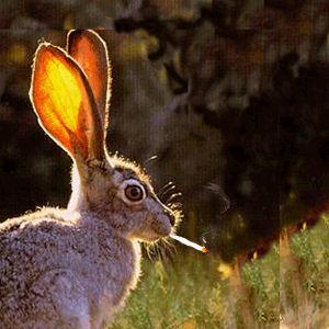 rabit smoker - rabit