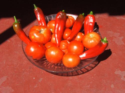 Tomatoes and Chillie Peppers from my garden. - Yesterday I picked these tomatoes and chillie peppers from my garden.   I grow all kinds of tomatoes. I have Beef Steak, Plum and Cherry Tomatoes.  They are very delicious. I eat them in salads, on sandwitches and use them to cook with.  How do they look to you? You like?  Lloyd