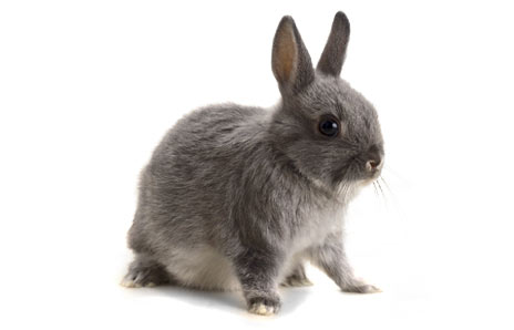 rabbits - cant be any more cuter, can they???