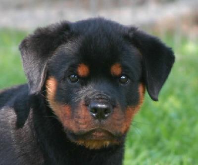 rottweilers - they are soooo cute....
