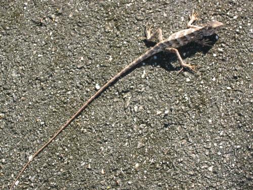 Monitor Lizard - I ran over a monitor lizard like this while driving near my mother's home.