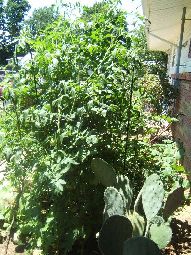 My Giant Tomato Plant.  - I've never seen a tomato plant this huge. At one time it was over 6 feet tall.  It is called a 'Beef Steak' tomato plant. The insides are as a deep red color. Some can weigh over a pound. They are great in salads or on a sandwitch.  Have you ever heard of this kind of tomato?  Lloyd