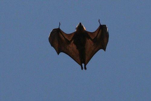 Flying Bat! - A bat flying through the Air!