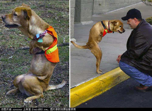 Faith - An extraordinary dog. Faith - An extraordinary dog.