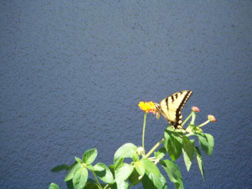 Butterfly in my yard - A butterfly in my yard on my Lantana