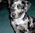 catahoula leopard dog - this is a pic of a catahoula leopard dog 