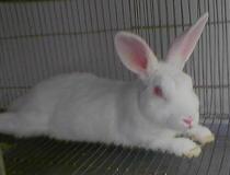 Bushy - This is bushy :) my pet rabbit. It loves to run around our house and it's really friendly, it won't even try to run away if you pet it a little bit! :) the strangest thing about it is that it NEVER drinks water!!! Swear! This must be the only rabbit in the world that doesn't drink water! oh, it drinks juices though... mango, orange, etc juices... bt that's rarely too!
