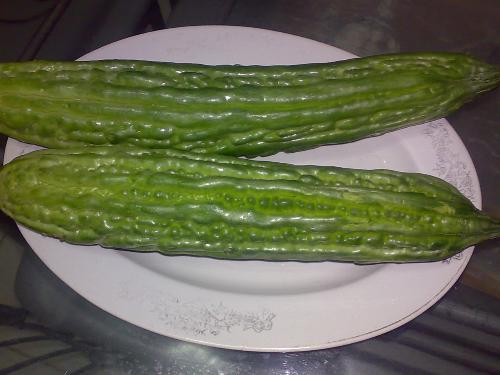 gardening - ampalaya