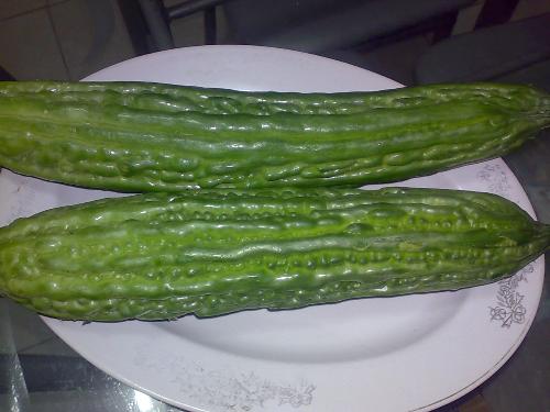gardening - ampalaya