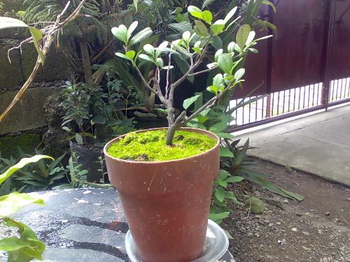 gardening - bantolinao