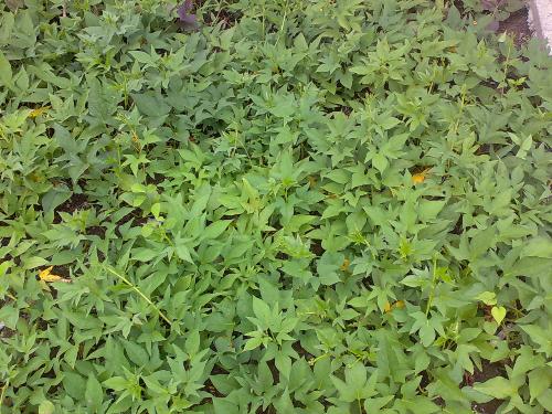 gardening - camote