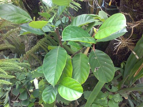 gardening - jackfruit