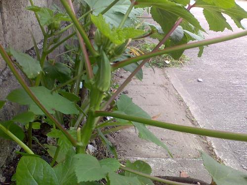 gardening - okra in my garden