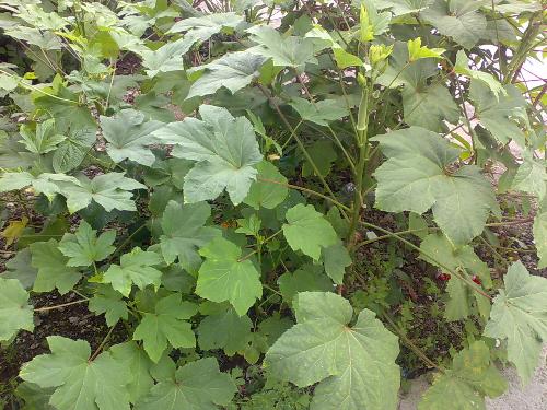 gardening - okra in my garden