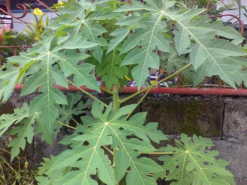 gardening - papaya I planted