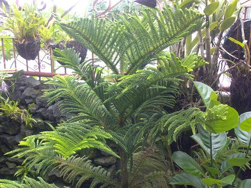 gardening - my pinetree which is 6 years old