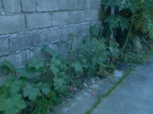 gardening - okra and other vegetables in my garden