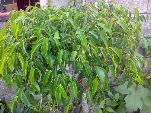 gardening - green plant