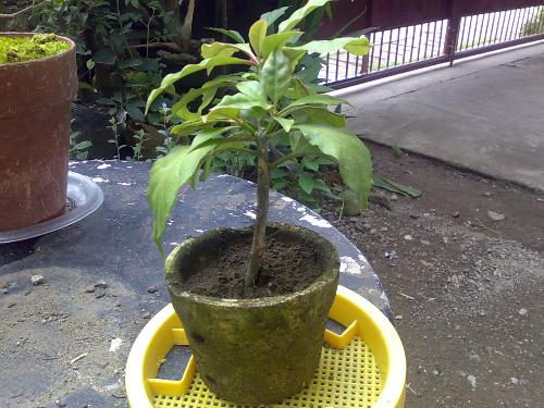 gardening - green plant