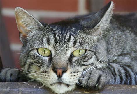 cat friend - my cat that lonely