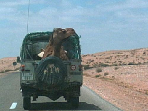 Camel - Camel on a Land-rover, photo Took at a Desert trip i made with some friends ;)