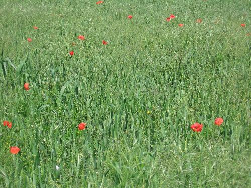 Poppy field - A picture of a field full of poppies
