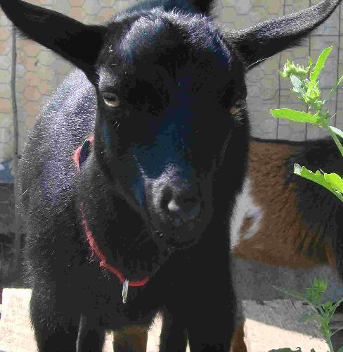 goat - My baby Stardust.